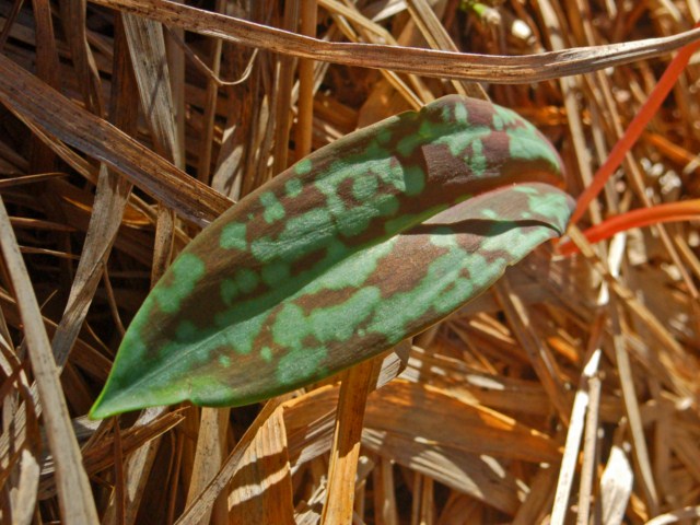 Erythronium dens-canis / Dente di cane